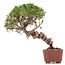 Juniperus chinensis Itoigawa, 26 cm, ± 18 anni, con interessanti jin e shari