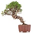 Juniperus chinensis Itoigawa, 26 cm, ± 18 jaar oud, met interessante jin en shari