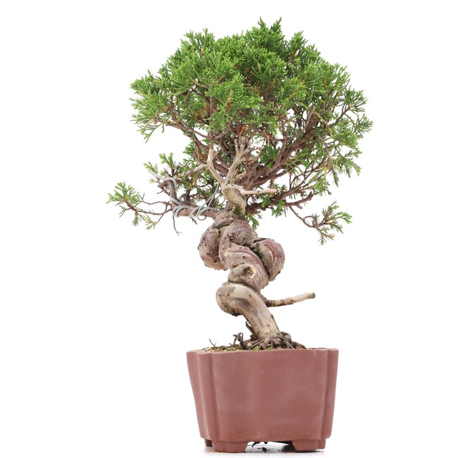Juniperus chinensis Itoigawa, 26 cm, ± 18 jaar oud, met interessante jin en shari