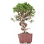 Juniperus chinensis Itoigawa, 26 cm, ± 18 ans, avec jin et shari intéressants