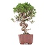 Juniperus chinensis Itoigawa, 26 cm, ± 18 jaar oud, met interessante jin en shari