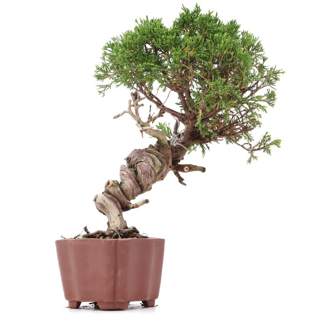 Juniperus chinensis Itoigawa, 26 cm, ± 18 años, con interesantes jin y shari