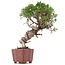 Juniperus chinensis Itoigawa, 26 cm, ± 18 años, con interesantes jin y shari