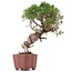 Juniperus chinensis Itoigawa, 26 cm, ± 18 jaar oud, met interessante jin en shari