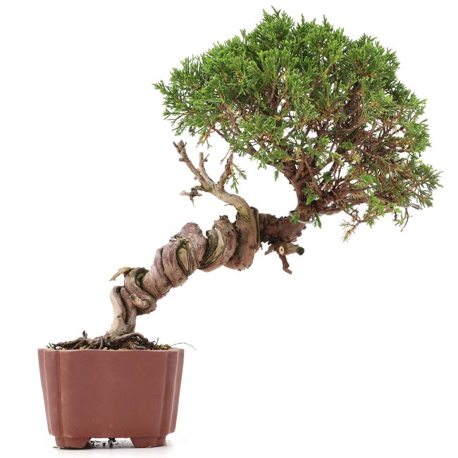 Juniperus chinensis Itoigawa, 26 cm, ± 18 años, con interesantes jin y shari