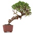 Juniperus chinensis Itoigawa, 26 cm, ± 18 jaar oud, met interessante jin en shari