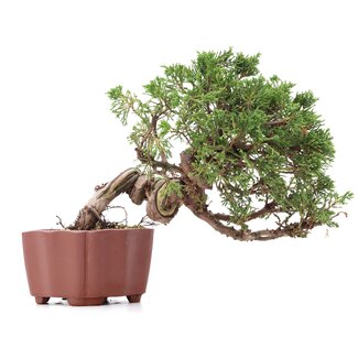 Juniperus chinensis Itoigawa, 18 cm, ± 18 jaar oud