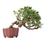 Juniperus chinensis Itoigawa, 18 cm, ± 18 jaar oud, met interessante jin en shari