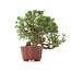 Juniperus chinensis Itoigawa, 18 cm, ± 18 anni, con interessanti jin e shari