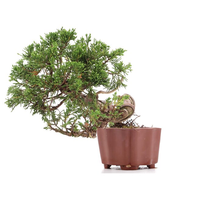 Juniperus chinensis Itoigawa, 18 cm, ± 18 anni, con interessanti jin e shari