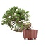 Juniperus chinensis Itoigawa, 18 cm, ± 18 jaar oud, met interessante jin en shari