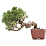 Juniperus chinensis Itoigawa, 18 cm, ± 18 anni, con interessanti jin e shari