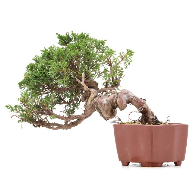 Juniperus chinensis Itoigawa, 18 cm, ± 18 años, con interesantes jin y shari