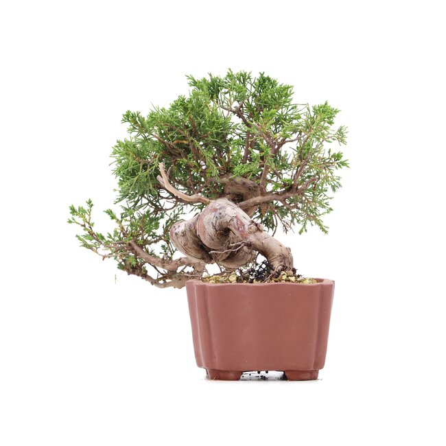 Juniperus chinensis Itoigawa, 18 cm, ± 18 jaar oud, met interessante jin en shari