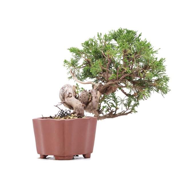 Juniperus chinensis Itoigawa, 18 cm, ± 18 years old, with interesting jin and shari