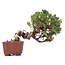 Juniperus chinensis Itoigawa, 18 cm, ± 18 jaar oud, met interessante jin en shari