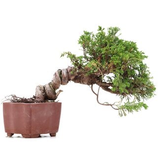 Juniperus chinensis Itoigawa, 17 cm, ± 18 años