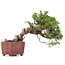 Juniperus chinensis Itoigawa, 17 cm, ± 18 anni, con interessanti jin e shari