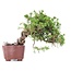 Juniperus chinensis Itoigawa, 17 cm, ± 18 anni, con interessanti jin e shari