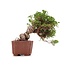 Juniperus chinensis Itoigawa, 17 cm, ± 18 anni, con interessanti jin e shari