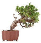 Juniperus chinensis Itoigawa, 18 cm, ± 18 Jahre alt, mit interessantem Jin und Shari