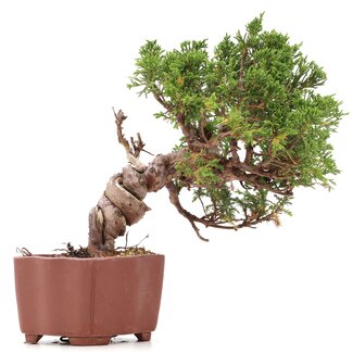 Juniperus chinensis Itoigawa, 18 cm, ± 18 anni