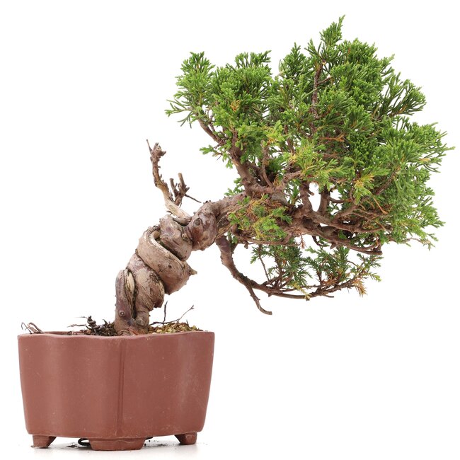 Juniperus chinensis Itoigawa, 18 cm, ± 18 anni, con interessanti jin e shari