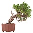 Juniperus chinensis Itoigawa, 18 cm, ± 18 anni, con interessanti jin e shari