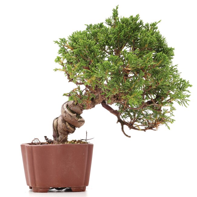 Juniperus chinensis Itoigawa, 18 cm, ± 18 ans, avec d'intéressants jin et shari