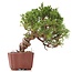 Juniperus chinensis Itoigawa, 18 cm, ± 18 anni, con interessanti jin e shari