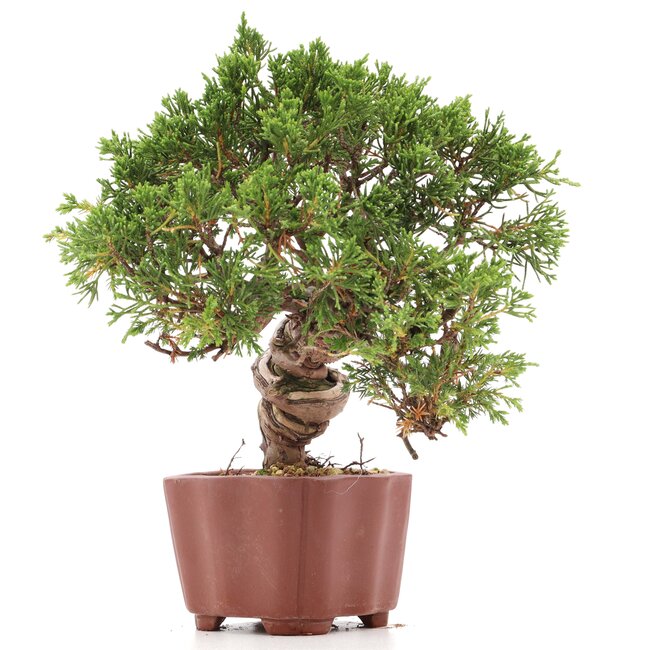 Juniperus chinensis Itoigawa, 18 cm, ± 18 anni, con interessanti jin e shari