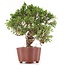 Juniperus chinensis Itoigawa, 18 cm, ± 18 Jahre alt, mit interessantem Jin und Shari