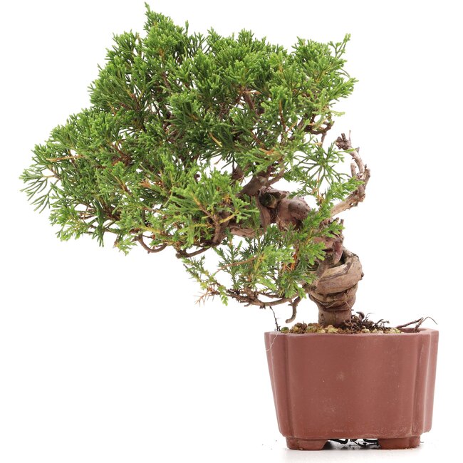 Juniperus chinensis Itoigawa, 18 cm, ± 18 anni, con interessanti jin e shari