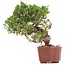 Juniperus chinensis Itoigawa, 18 cm, ± 18 Jahre alt, mit interessantem Jin und Shari