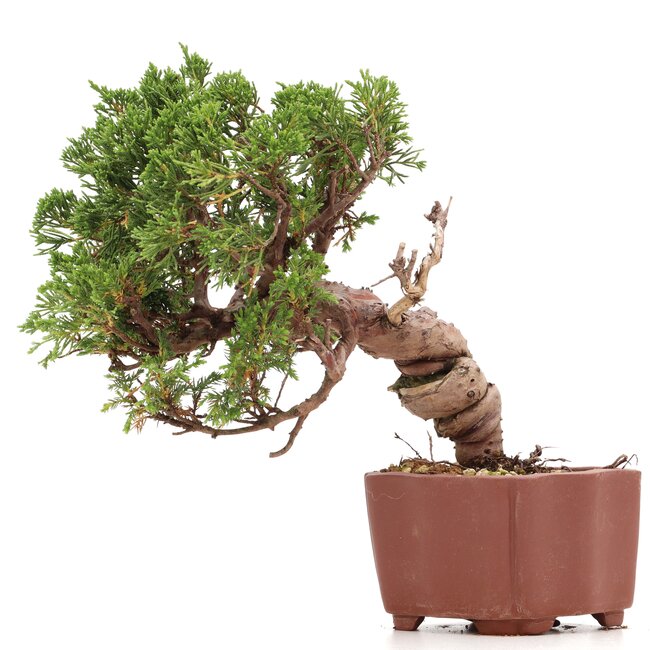 Juniperus chinensis Itoigawa, 18 cm, ± 18 ans, avec d'intéressants jin et shari