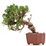Juniperus chinensis Itoigawa, 18 cm, ± 18 anni, con interessanti jin e shari