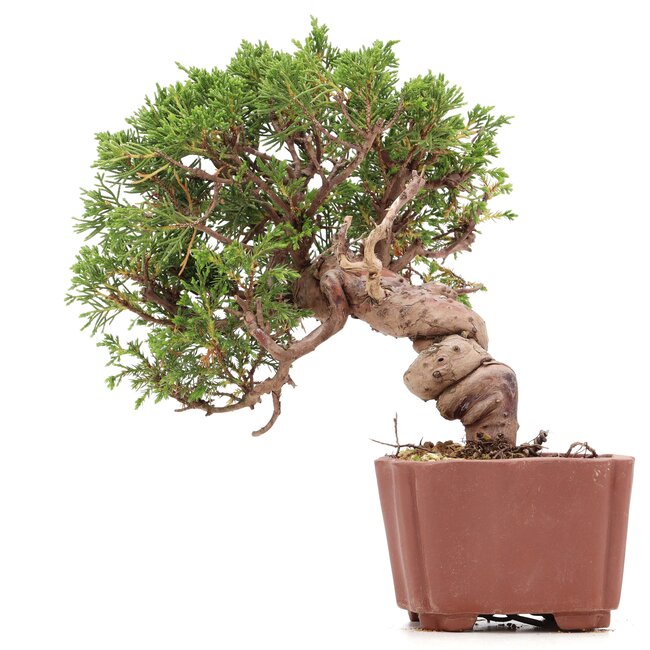 Juniperus chinensis Itoigawa, 18 cm, ± 18 ans, avec d'intéressants jin et shari