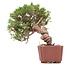 Juniperus chinensis Itoigawa, 18 cm, ± 18 Jahre alt, mit interessantem Jin und Shari