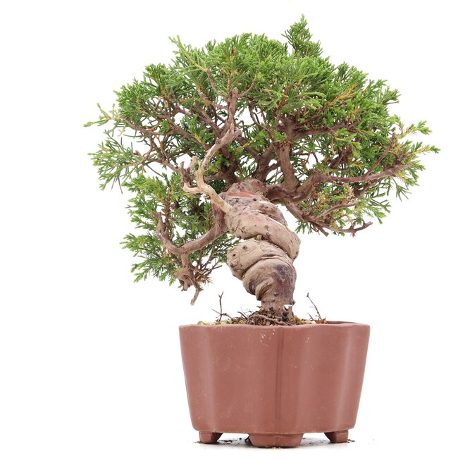 Juniperus chinensis Itoigawa, 18 cm, ± 18 ans, avec d'intéressants jin et shari