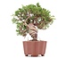 Juniperus chinensis Itoigawa, 18 cm, ± 18 jaar oud, met interessante jin en shari