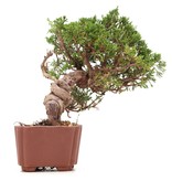 Juniperus chinensis Itoigawa, 18 cm, ± 18 jaar oud, met interessante jin en shari