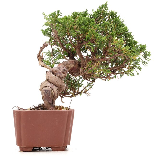 Juniperus chinensis Itoigawa, 18 cm, ± 18 years old, with interesting jin and shari
