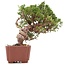Juniperus chinensis Itoigawa, 18 cm, ± 18 anni, con interessanti jin e shari
