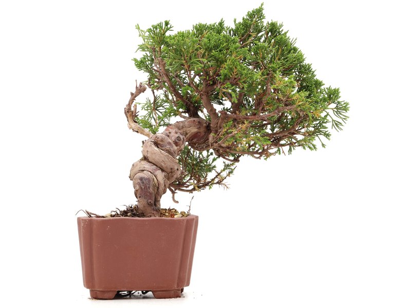 Juniperus chinensis Itoigawa, 18 cm, ± 18 Jahre alt, mit interessantem Jin und Shari