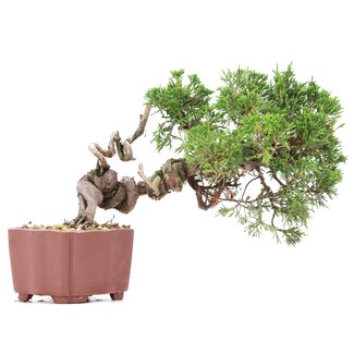 Juniperus chinensis Itoigawa, 18 cm, ± 18 años