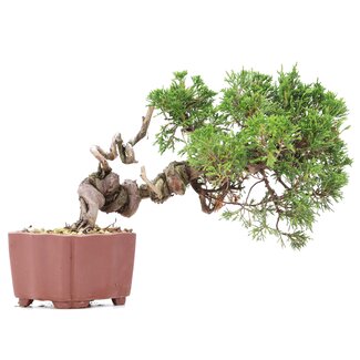 Juniperus chinensis Itoigawa, 18 cm, ± 18 Jahre alt