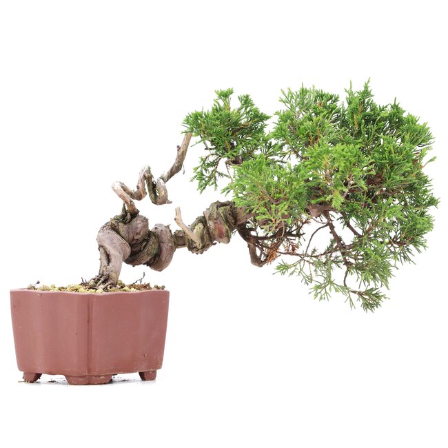 Juniperus chinensis Itoigawa, 18 cm, ± 18 Jahre alt, mit interessantem Jin und Shari