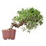 Juniperus chinensis Itoigawa, 18 cm, ± 18 anni, con interessanti jin e shari