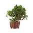 Juniperus chinensis Itoigawa, 18 cm, ± 18 anni, con interessanti jin e shari