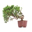 Juniperus chinensis Itoigawa, 18 cm, ± 18 anni, con interessanti jin e shari